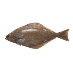 Boxxi_halibut_bily.png
