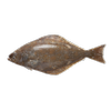 Boxxi_halibut_bily.png